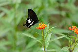 Black and White Helen butterfly (Papilio nephelus)