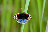 Blue Pansy butterfly (Junonia orithya)