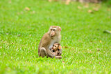 pig-tailed macaque