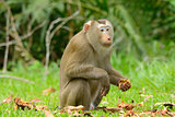 pig-tailed macaque