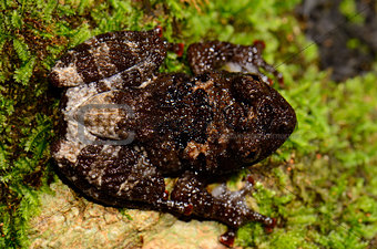 Chantaburi Warted Treefrog (Theloderma stellatom)