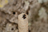 Stingless Bee (Trigona pagdeni)