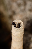 Stingless Bee (Trigona pagdeni)