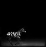 Zebra Running