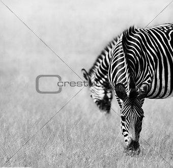 Two Zebras Feeding