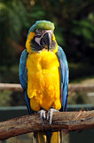 Exotic parrot