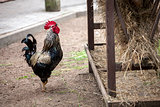 Rooster near hay storage