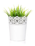 Decorative grass in flowerpot
