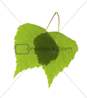 Two green leafs macro