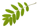 Green leafs macro