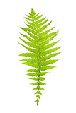 Green fern leaf
