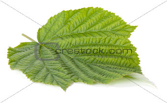 Green raspberry leaf
