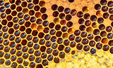 fresh honeycomb