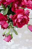 Bouquet of pink roses in a glass vase on a white background
