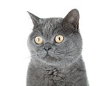 Closeup portrait of a grey cat