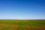Summer landscape with a field of grass and blue sky