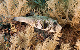 Whitespotted pufferfish on a coral reef
