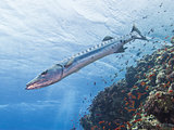 Great barracuda on a tropical reef