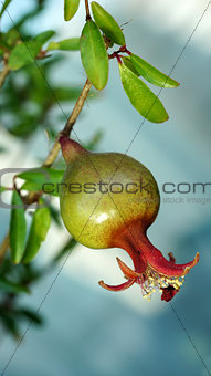 pomegranate on a branch
