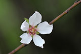 Almond blossoming 