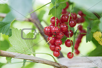 fresh organic redcurrant on bush