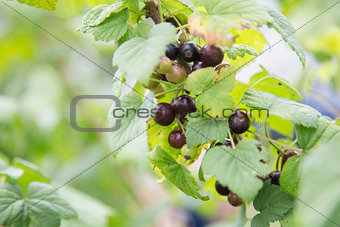 fresh organic blackcurrant on bush