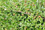 organic gooseberries on the bush