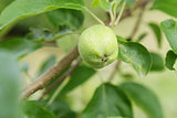 pear growing on the tree