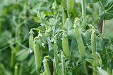 young peas growing in the garden