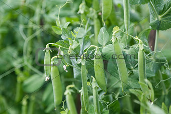 young peas growing in the garden