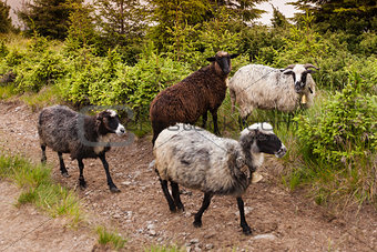 Sheeps walks in carpathian mountains
