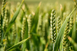 Closeup of stalk of wheat in a field