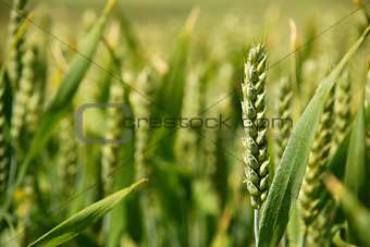 Closeup of stalk of wheat in a field