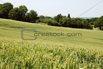 Field of green wheat in Kent countryside