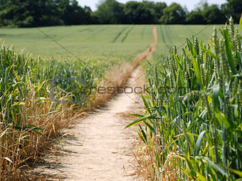 Footpath leading through a field of wheat