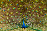 Beautiful peacock feathers 