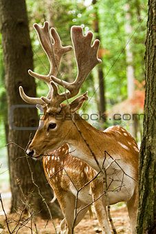 Fallow deer in forest 