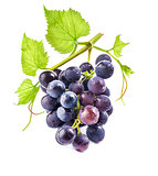 Grapes with leaves