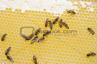 Bee working