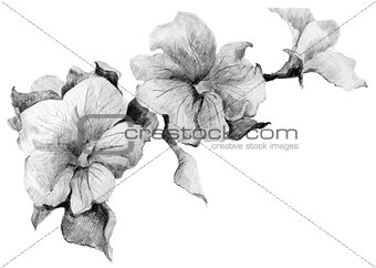 Flower Petunia sketch bouquet