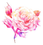 Flower rose color sketch