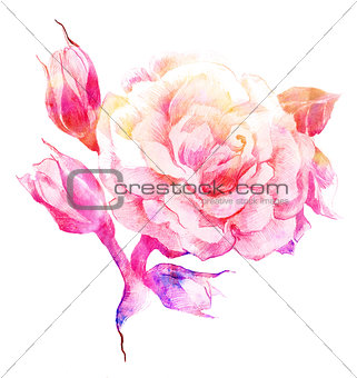 Flower rose color sketch