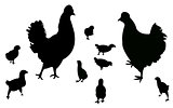 chicken,chicks,roos ter,big family vector