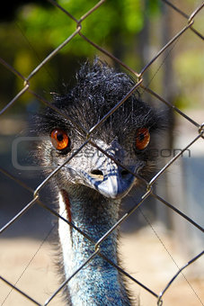 Young emu looking curious