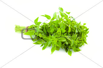 Bunch of fresh Basil herb /  isolated 