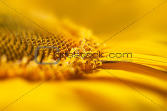 Super Macro Yellow Flower Background / Sunflower