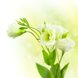 Bunch of white Flowers  with Buds on defocused background