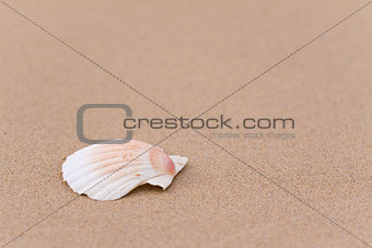Seashell on the sand