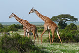 Two giraffes in african savannah