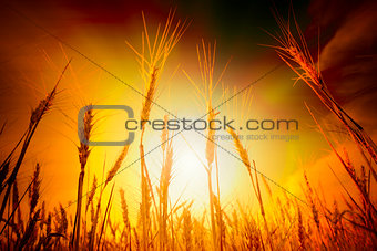Wheat field under cloudscape